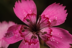 Microbotryum dianthorum