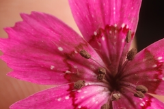 Microbotryum dianthorum