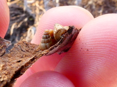Cochlicella