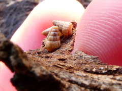 Cochlicella