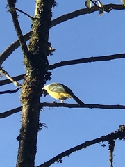 Cyanocorax yncas yncas