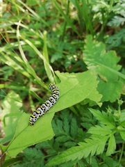 Cucullia scrophulariae