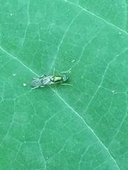 Merosargus caeruleifrons