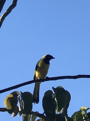 Cyanocorax yncas yncas
