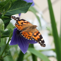 Vanessa cardui