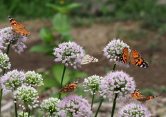 Vanessa cardui