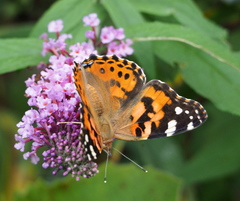 Vanessa cardui