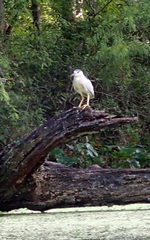 Nycticorax nycticorax image