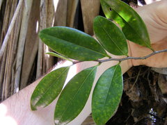 Xylopia hastarum