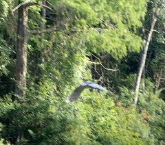 Nycticorax nycticorax image