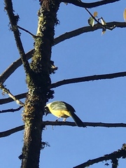 Cyanocorax yncas yncas