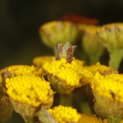 Rhopalomyia tanaceticola