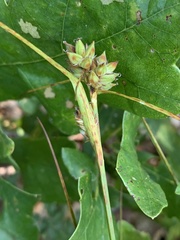 Carex tenax