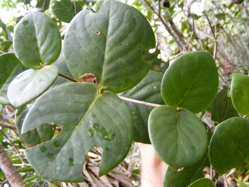 Erithalis orbiculata