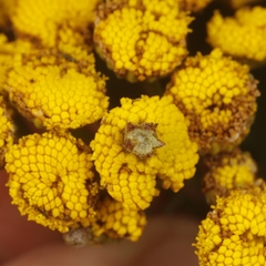 Rhopalomyia tanaceticola