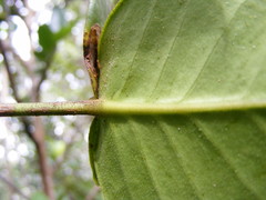 Erithalis orbiculata