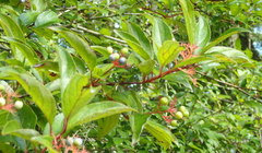 Cornus foemina image