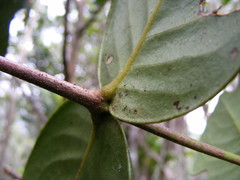 Erithalis orbiculata