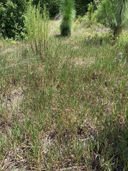 Amphicarpum muehlenbergianum