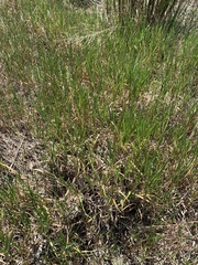 Amphicarpum muehlenbergianum