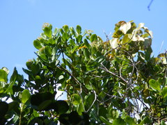Koanophyllon hammatocladum