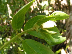 Koanophyllon hammatocladum