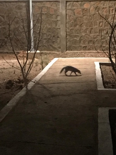 White-tailed Mongoose