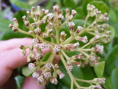 Koanophyllon hammatocladum