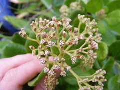 Koanophyllon hammatocladum