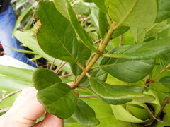 Koanophyllon hammatocladum