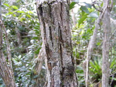 Koanophyllon hammatocladum