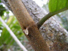 Koanophyllon hammatocladum