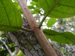 Koanophyllon hammatocladum