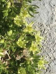 Cherleria sedoides