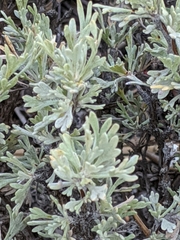 Artemisia arbuscula