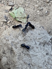 Camponotus modoc