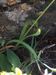 Allium brevistylum