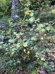 Grossulariaceae