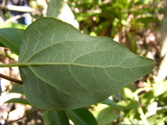 Mikania troyana