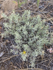 Artemisia arbuscula