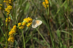 Coenonympha tullia