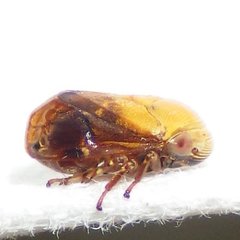 Clastoptera achatina