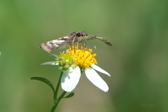 Chiomara asychis
