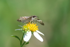 Chiomara asychis