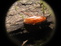 Parcoblatta virginica