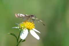 Chiomara asychis