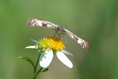 Chiomara asychis