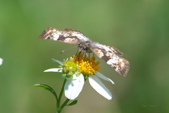 Chiomara asychis