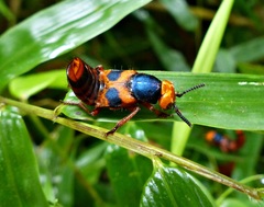Glenus biplagiatus