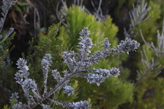 Podalyria sericea